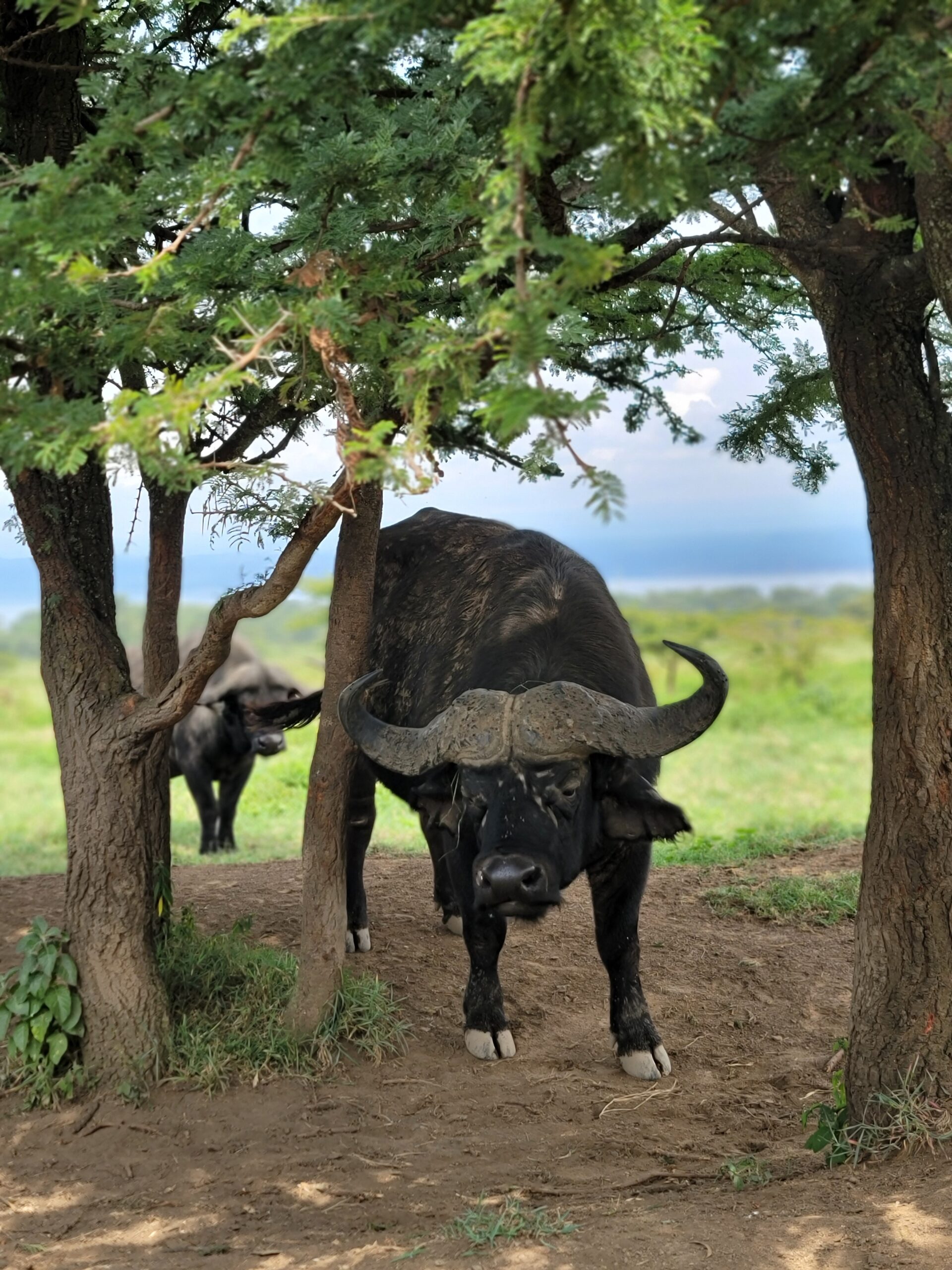 Safari Adventure