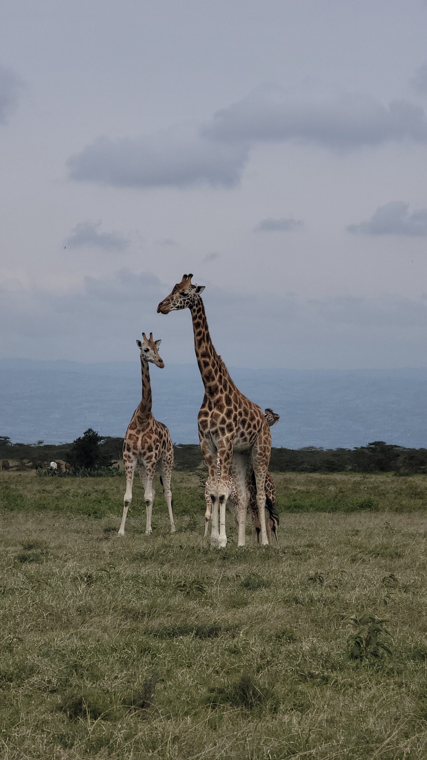 Safari landscape