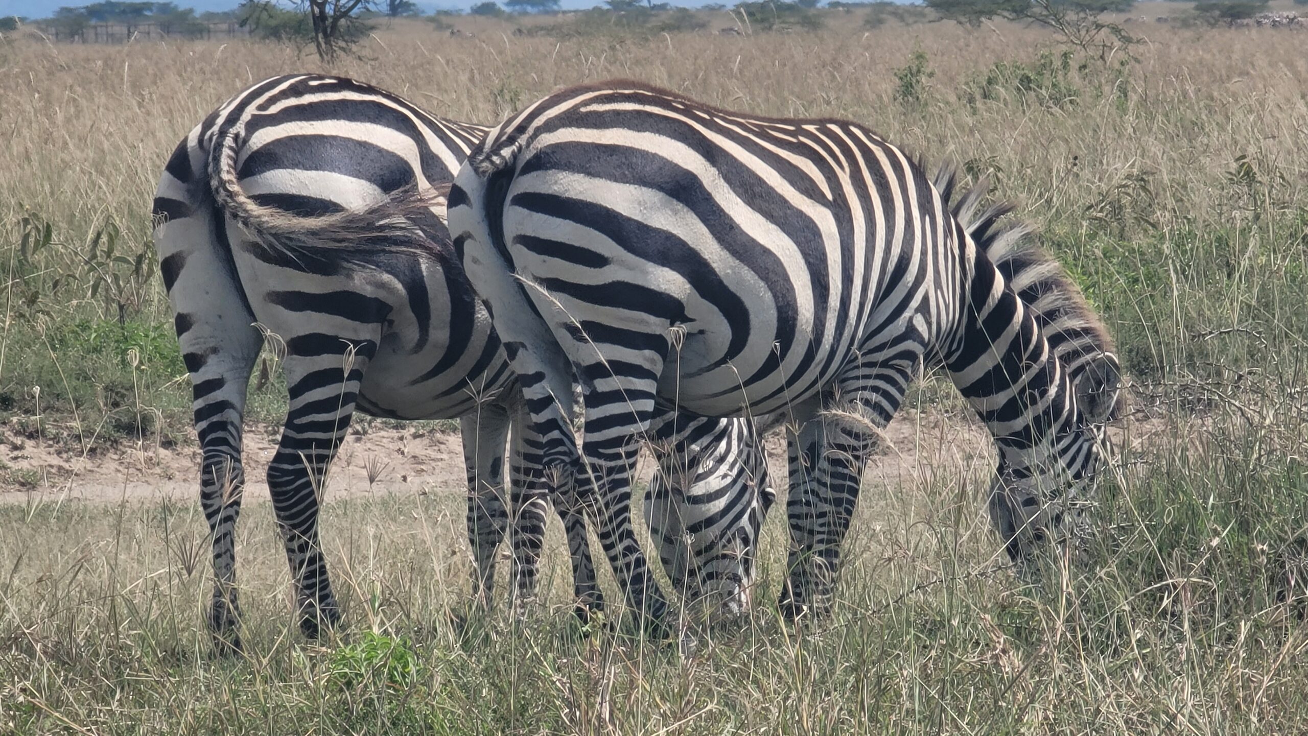 Wildlife encounter