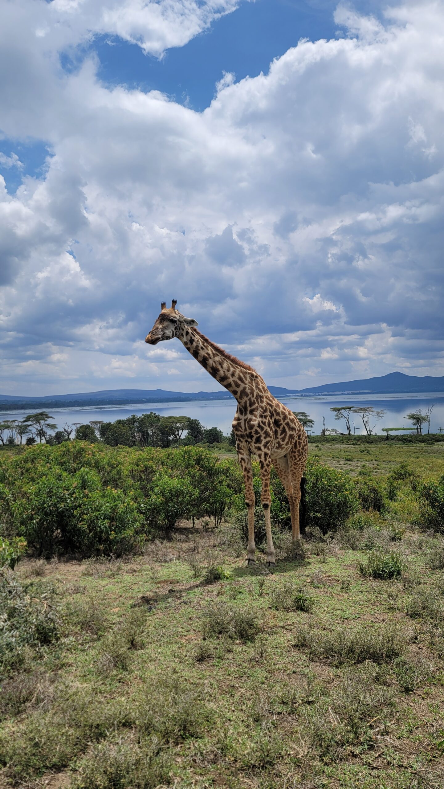 Giraffe