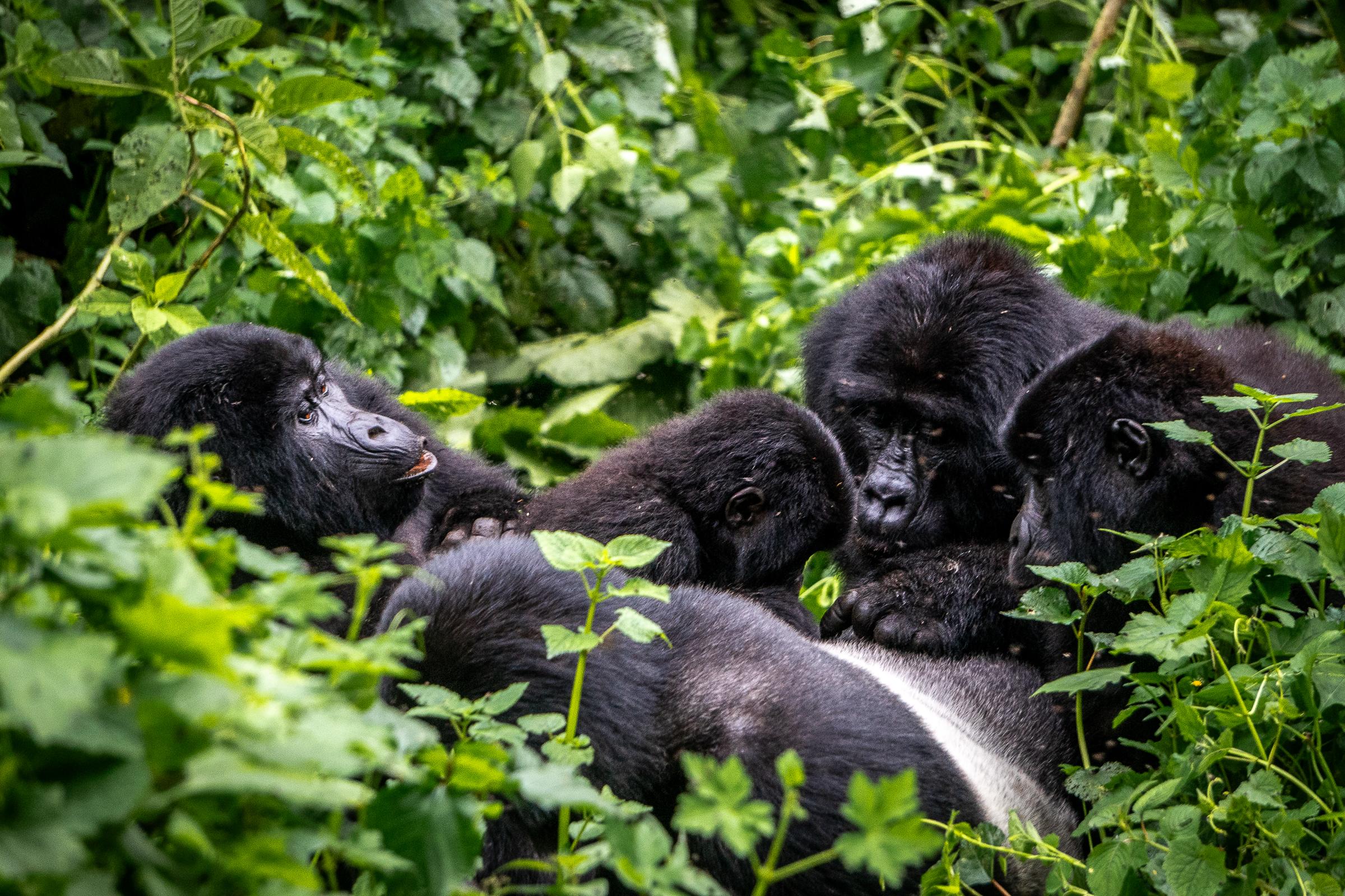 4 Days / 3 Nights Bwindi Gorilla Trekking Safari Itinerary