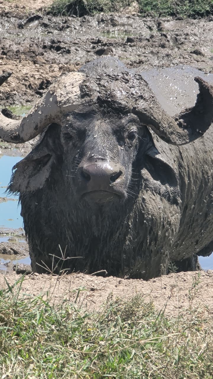 Muddy Buffalo