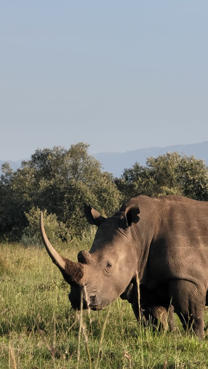 Rhino