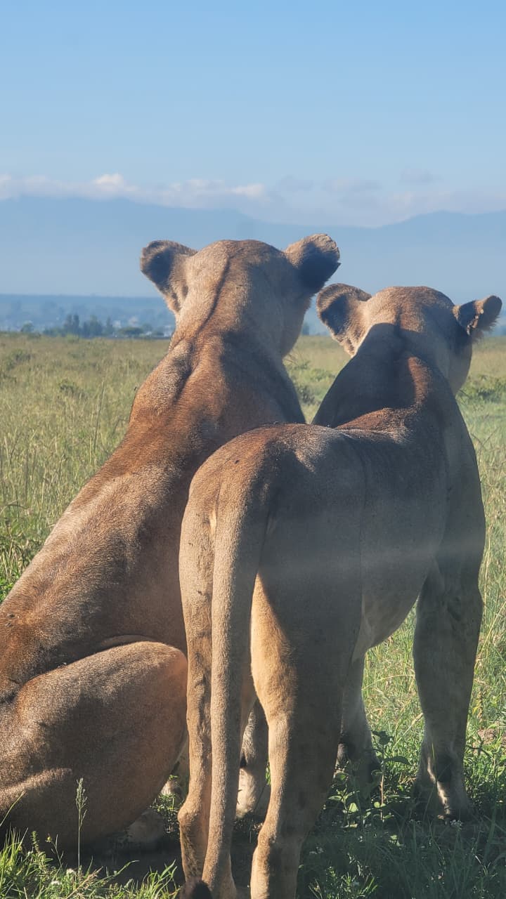 Two Lioness