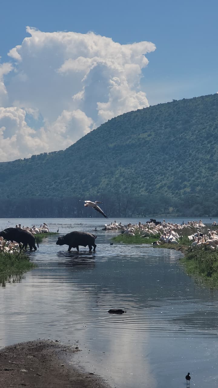Birds and buffalo in the water