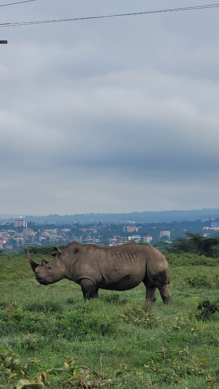 Rhino with a scenic town in the background