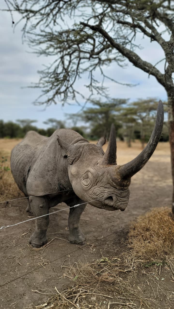Rhinocerous