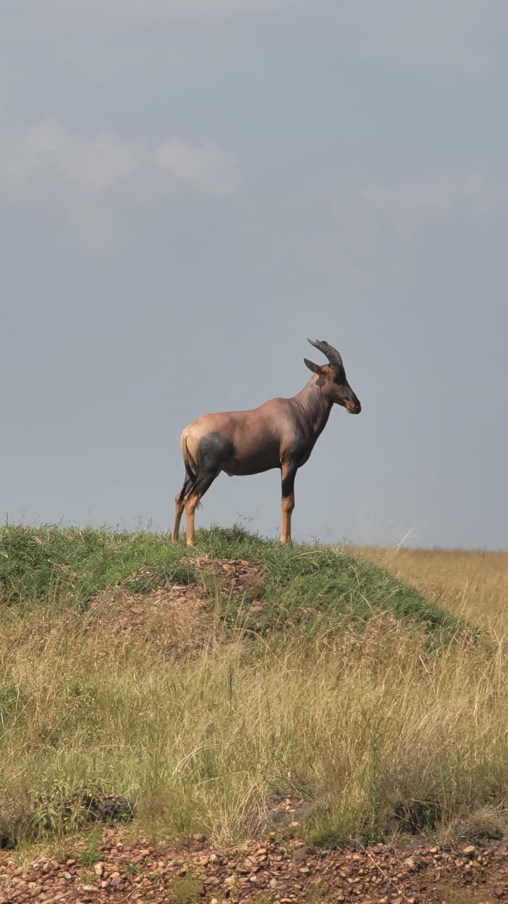 Animal on a hill