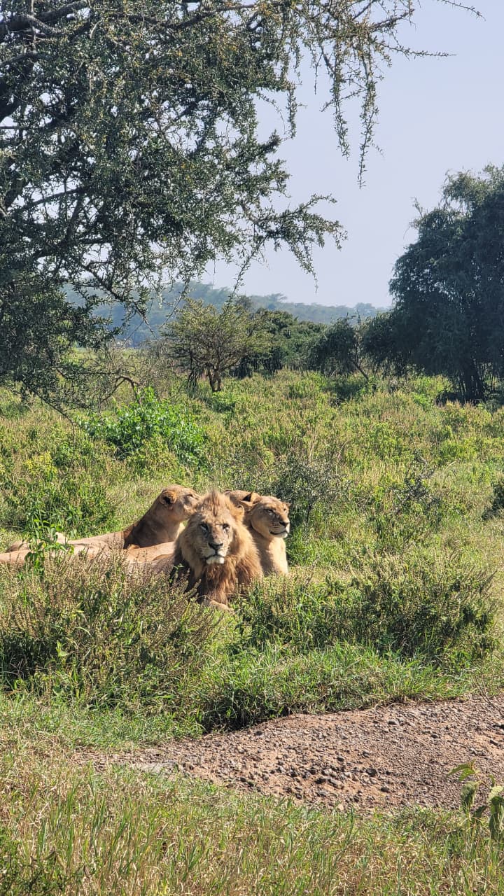 Pack of lions